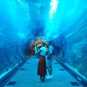 Dubaï aquarium & underwater zoo