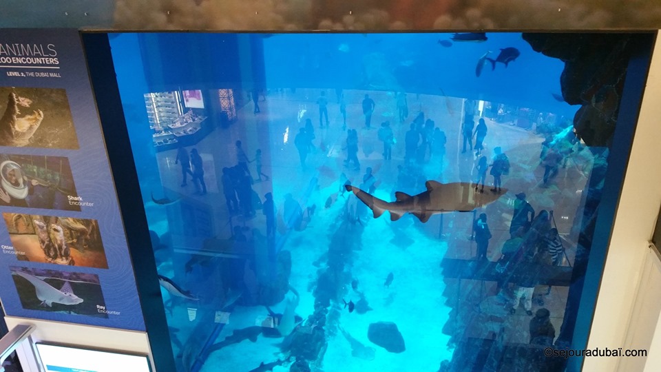 Dubaï aquarium underwater zoo