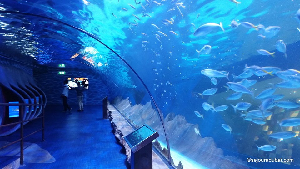 Dubaï aquarium & underwater zoo
