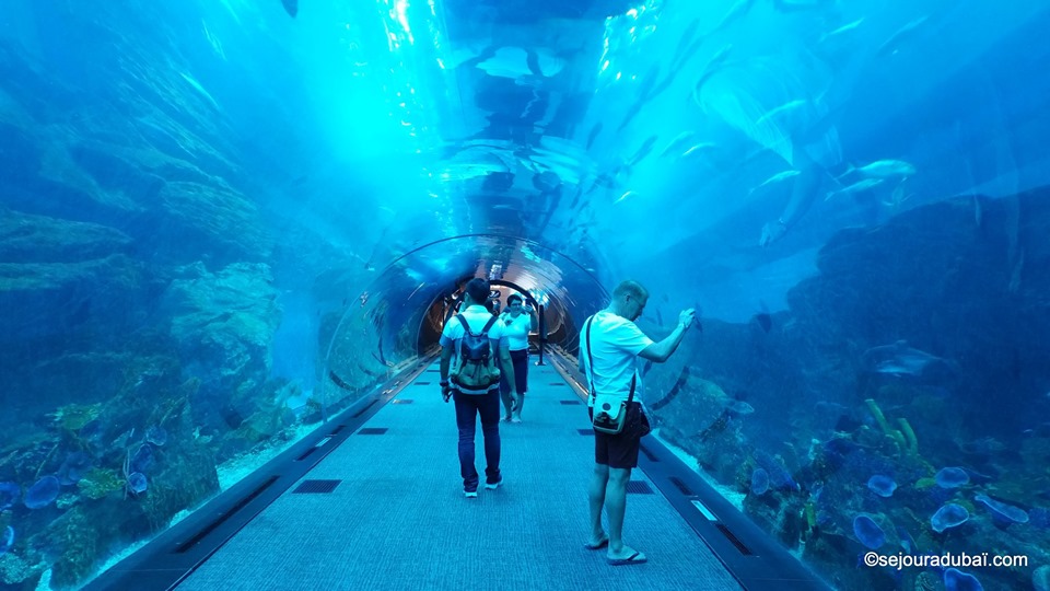 Dubaï aquarium & underwater zoo