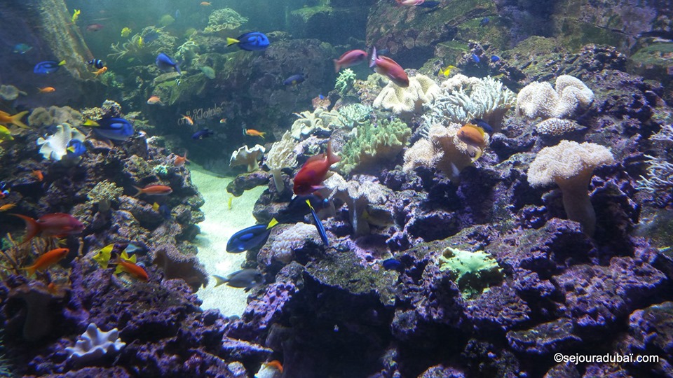 Dubaï aquarium underwater zoo