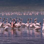Ras al khor wildlife sanctuary