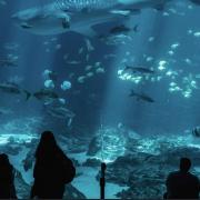 The lost chambers aquarium atnatide dubai